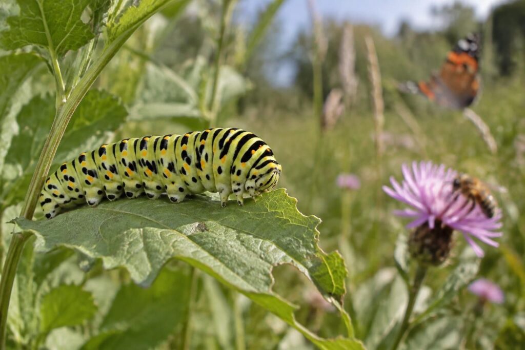 découvrez comment identifier la chenille du papillon, comprendre son cycle de vie et son rôle essentiel dans l’équilibre des écosystèmes.